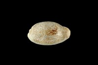 藏品(愛龍寶螺)的圖片